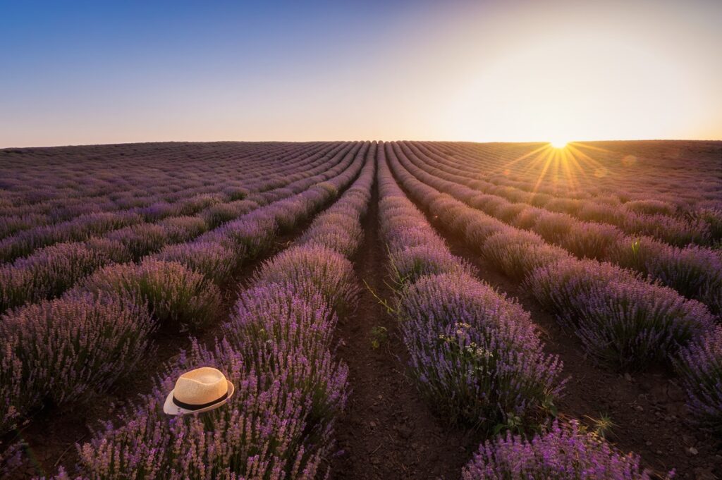 Stunning view with the beautiful Valensole lavender field at sunset. A vibrant lavender field stretches under a colorful sunset sky, creating a serene and picturesque landscape.