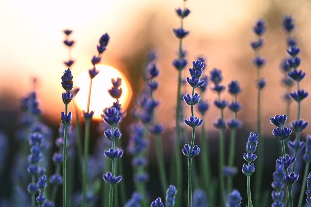 Sunset casts a golden glow over blooming lavender flowers in the serene Valensole plateau. Stems of purple lavender in a field with golden sunset in the background