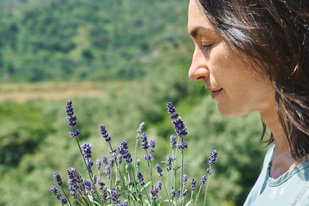 A sunset casts warm hues over a sprawling lavender field, highlighting the beauty of nature in the tranquil setting of Valensole during an Azur Xperiences tour. Woman inhales the aroma blooming scented lavender flowers. Natural herbal methods of treatment. Alternative medicine. Lavender essential oil. Aromatherapy.