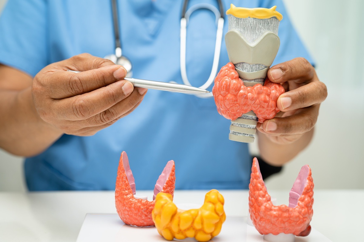 Doctor with thyroid gland human anatomy model in hospital.